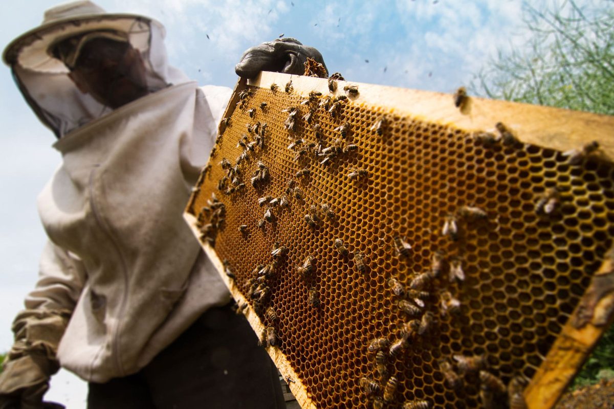 انواع عسل طبیعی | خرید و شناخت بهترین نوع عسل در ایران 2 beekeeper working on beehive 2021 08 26 17 04 34 PF6N8ZQ min
