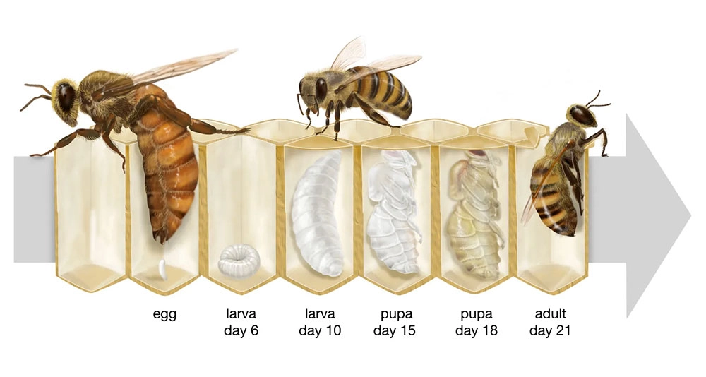 آشنایی با ساکنان کندوی زنبور عسل 2 Life cycle honeybee