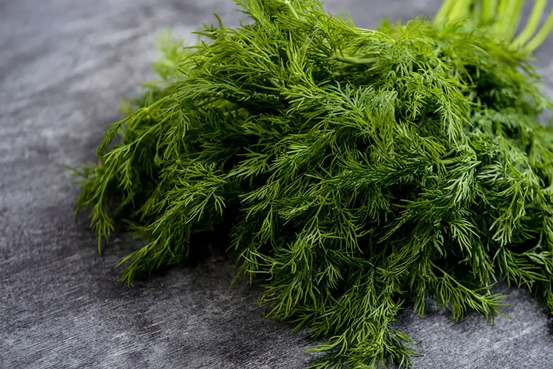 picture green dill grey table
